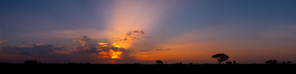 Panorama colorful sunset with silhouette tree in africa.Tree silhouetted against a setting sun.Dark tree on open field dramatic sunrise.Typical african sunset with acacia trees in Masai Mara, Kenya