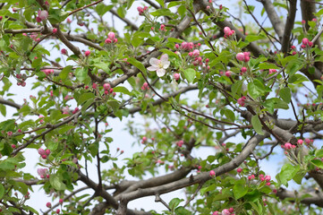 pink and white golden delicious apple tree blossoms
