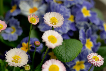 daisies in the garden