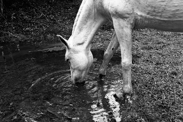 Skinny white horses at the fance on the farm by Christian Gintner