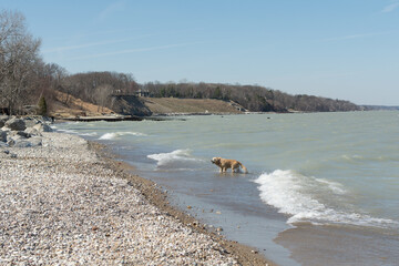 Fototapeta na wymiar Golden Retriever dog walking out of Lake Michigan with a ball onto a rocky beach