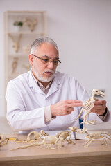 Old male paleontologist examining ancient animals at lab