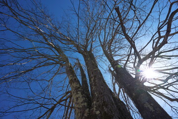 願いをかなえる木