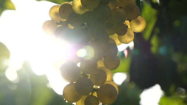 Detail of bunch of grapes with sunset sun flare in slow motion
