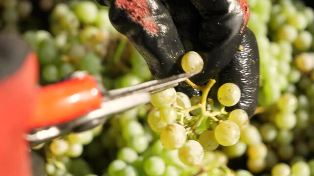 Hands select ripe grapes at harvest in vineyard. Close up in slow moiton
