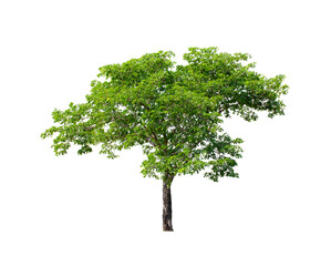 Tree isolated on white background.