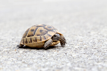 Tortoise close-up crawling on the carriageway