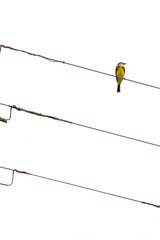 bird on a wire
