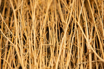 close up of die grass