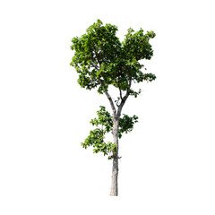 Tree isolated on white background.