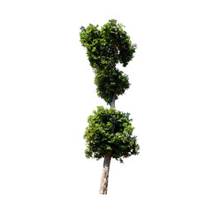 Fototapeta premium Tree isolated on white background.