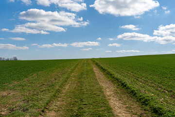 Fototapeta na wymiar Dirt track on an agriculture field with green plants. Blue sky with white clouds on the horizon. Rural landscape scenery on a sunny day. Idyllic countryside nature.