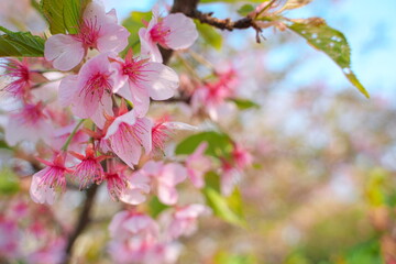 春の訪れを知らせる桜の花