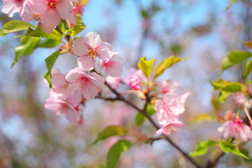春の訪れを知らせる桜の花