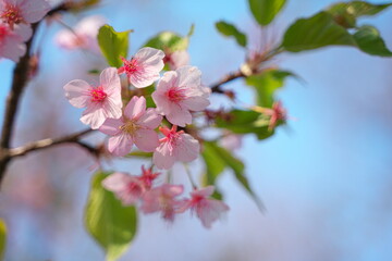 Fototapeta na wymiar 春の訪れを知らせる桜の花