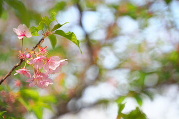 春の訪れを知らせる桜の花