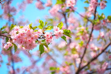 春の訪れを知らせる桜の花