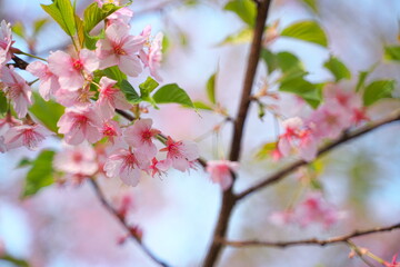 春の訪れを知らせる桜の花