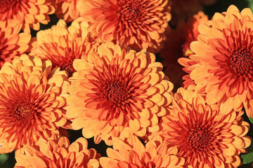 Orange chrysanthemum flowers
