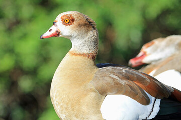 Obraz premium Egyptian goose, Florida