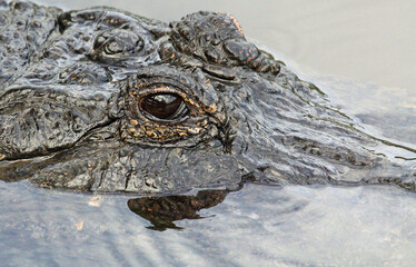 Black Alligator eye - Florida