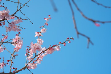 春の訪れを知らせる桜の花