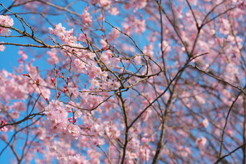 春の訪れを知らせる桜の花