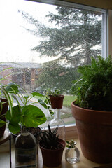 Houseplants by the Window