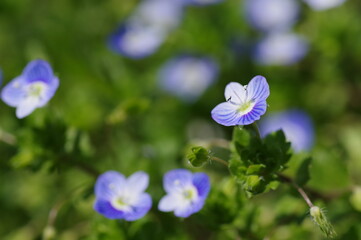 オオイヌノフグリ