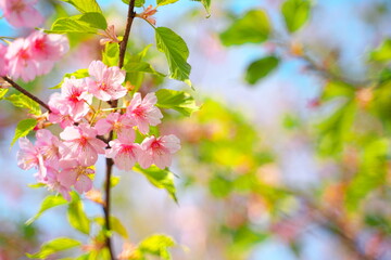春の訪れを知らせる美しい桜の花
