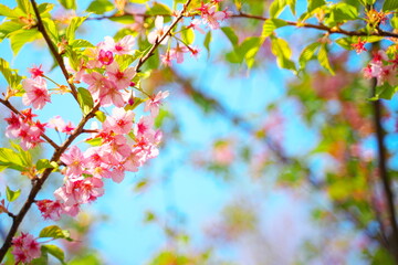 春の訪れを知らせる美しい桜の花