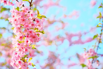 春の訪れを知らせる美しい桜の花