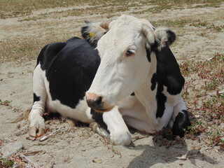 Cow