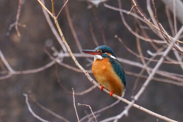 周囲を警戒しながらくつろぐカワセミ成鳥 メス