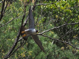 グリーンバックのハヤブサ成鳥の飛び出しシーン