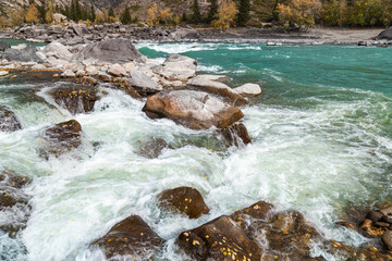 Scenic views of Turquoise Katun river, big stones and yellow autumn leaves in water. Altai...