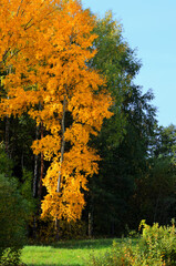 Autumn landscape with vertical orientation, birch with yellow foliage against the green forest. High quality photo