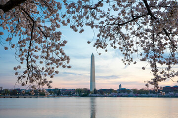 Cherry Blossoms In Washington DC
