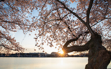 Cherry Blossoms In Washington DC