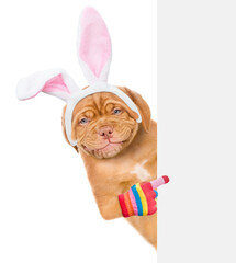 Smiling puppy wearing easter rabbits ears points on empty white banner. Isolated on white background