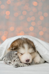 Fototapeta na wymiar Alaskan malamute puppy hugs kitten under white blanket on festive background. Pets sleep together. Empty space for text