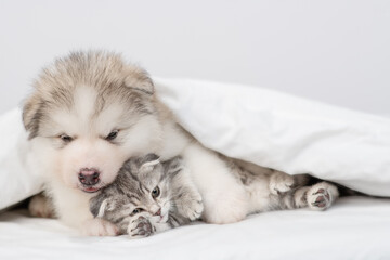 Alaskan malamute puppy hugs sleepy kitten under warm blanket on a bed at home. Empty space for text