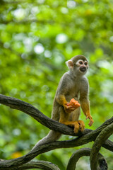 the closeup image of Common squirrel monkey  (Saimiri sciureus) is standing with food in hand, is a species of squirrel monkey from Guiana, Venezuela and Brazil. 