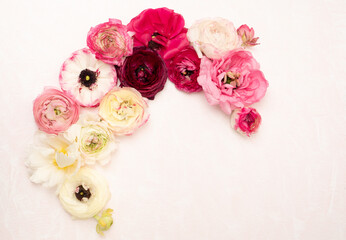 Beautiful blush and pink ranunculus flower flat lay with copy space