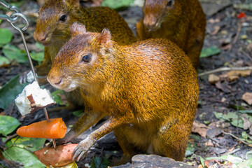 Azara's agouti (Dasyprocta azarae) eats food. 
South American agouti species from the family Dasyproctidae.
 The population is unknown and may have gone locally extinct in some areas due to hunting.