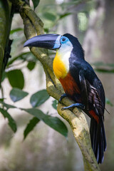 A Channel-billed toucan( Ramphastos vitellinus) stands on the tree
Like other toucans, the channel-billed is brightly marked and has a huge bill.
Found in Trinidad and in tropical South America.
