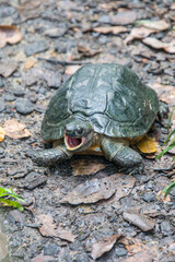 A adult male Spiny turtle (Heosemys spinosa) is covered in lots of algae and open the mouth. 
A South-East Asian turtle species. It inhabits lowland and hill rainforest.