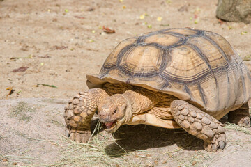 Fototapeta premium The African spurred tortoise eats grass. It is a species of tortoise, which inhabits the southern edge of the Sahara desert in Africa. It is the third-largest species of tortoise in the world.