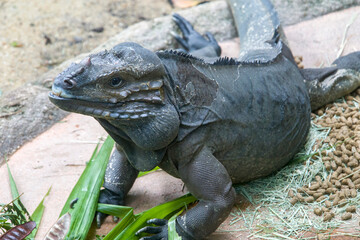 The rhinoceros iguana (Cyclura cornuta) is a threatened species of lizard in the family Iguanidae that is primarily found on the Caribbean island of Hispaniola. The closeup head image.