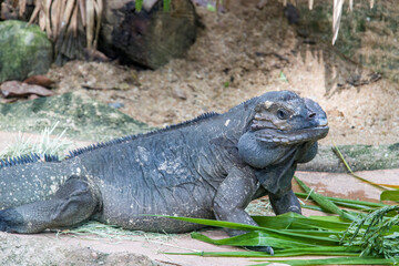 The rhinoceros iguana (Cyclura cornuta) is a threatened species of lizard in the family Iguanidae that is primarily found on the Caribbean island of Hispaniola. The closeup head image.